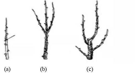 Gambar 4. Apikal dominansi (a), pucuk yang tidak dipangkas (b), pucuk yang dipangkas (c) (Marini, 2003)