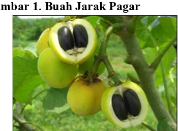 Gambar 1. Buah Jarak Pagar