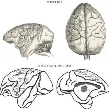 Fig. 2.Montage depicting motor organization of the cerebral cortex determined by the application oflimb are numbered 4 (electrophysiologic stimulation of the cortical surface in monkeys