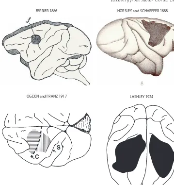 Fig. 3.Montage depicting the precentral motor lesion site in monkeys in the classic studies of FerrierAssociation, Archives of Neurology and Psychiatry, reproduced with permission)