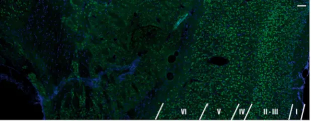 Figure 1. Photomicrograph showing the cortical lamination pattern in a normal rat brain