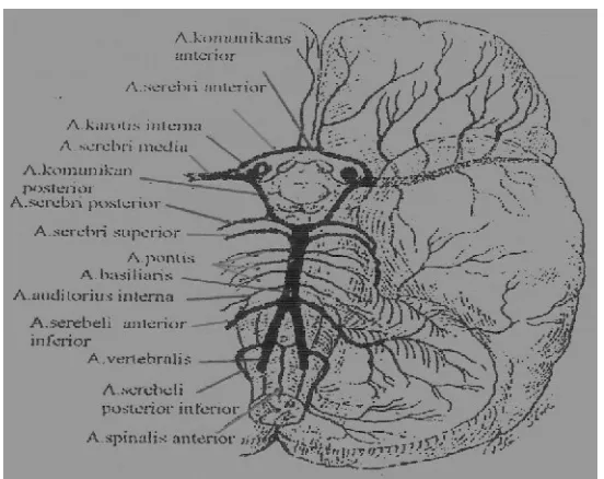 Gambar 2.1. Sel Glia Pada Otak