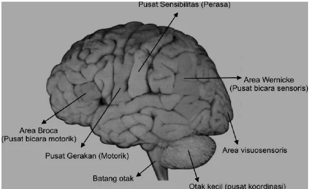 Gambar 2.3. Bagian Otak dan Fungsi Otak