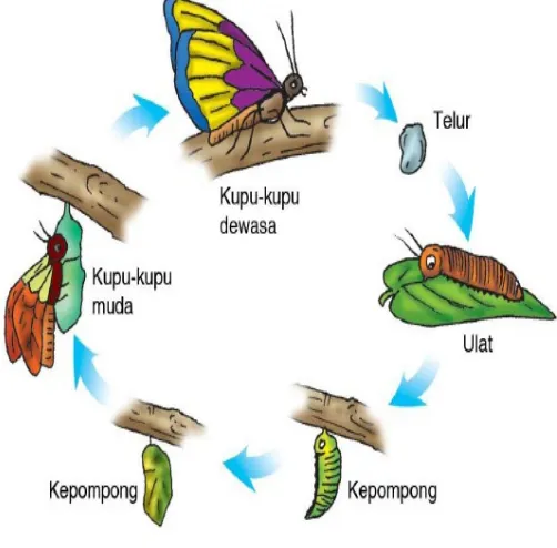 Gambar pertumbuhan hewan kupu-kupu