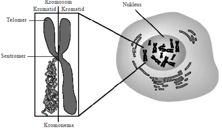 Gambar 5.4 Macam kromosom menurut letak sentromernya