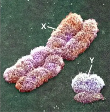 Tabel jumlah kromosom makhluk hidup