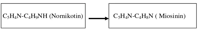 Gambar 3. Biosintesis Alkaloid pada Tembakau (Mann, 2001).. 