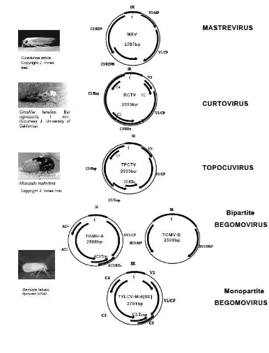Gambar 3  Organisasi genom masing-masing genus dari famili Geminiviridae dan 