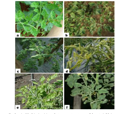 Gambar 4  Morfologi gejala pada tanaman tomat yang diduga terinfeksi oleh Begomovirus yang ditemukan di lapang: (a)