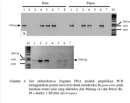 Gambar 6 Gel elektroforesis fragmen DNA produk amplifikasi PCR 