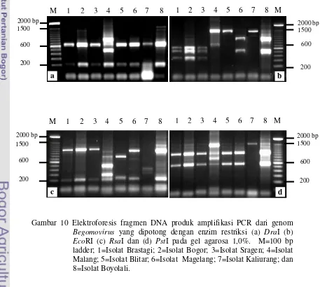 Gambar 10 Elektroforesis fragmen DNA produk amplifikasi PCR dari genom 