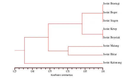 Gambar 11 Dendrogram hasil analisis fragmen DNA restriksi dari 8 isolat Begomovirus yang menginfeksi tomat dari daerah yang berbeda menggunakan program NTSYSpc-21