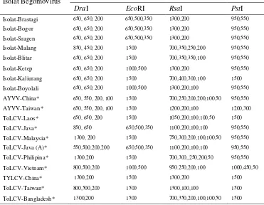 Tabel 3  Ukuran fragmen DNA yang dihasilkan dari pemotongan produk PCR dari 8 isolat Begomovirus dan prediksi RFLP isolat-isolat dari DNA database menggunakan enzim restriksi DraI, EcoRI, RsaI dan PstI 