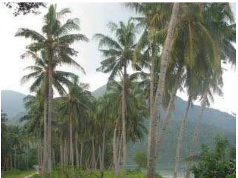 Gambar 2.1. Pohon kelapa 