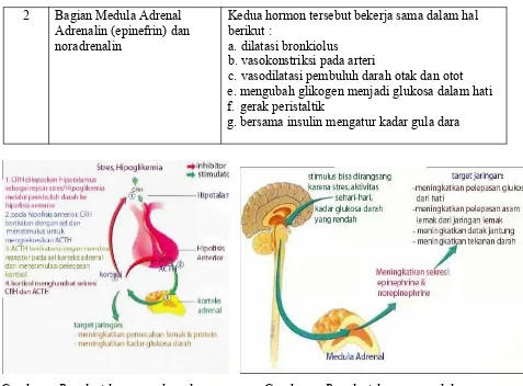 Gambar :  Regulasi hormon adrenal adrenal 