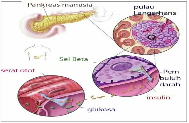 Gambar  : anatomi pancreas 