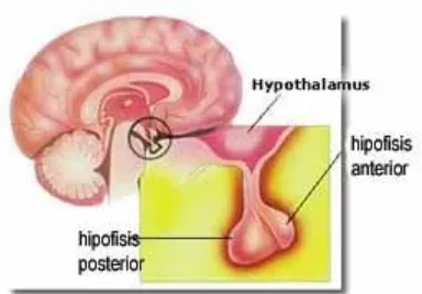 Gambar :  hipofisis bagian anterior dan posterior