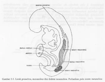 Gambar 2. Potogan melintang pembentukan tubulus nefron