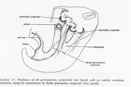 Gambar 6. Penonjolan urogenital