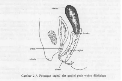 Gambar 8. Alat genital pada saat dilahirkan
