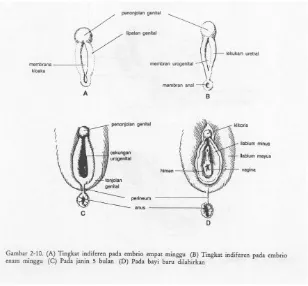 Gambar 9. Proses pembetukan genitalia eksterna wanita