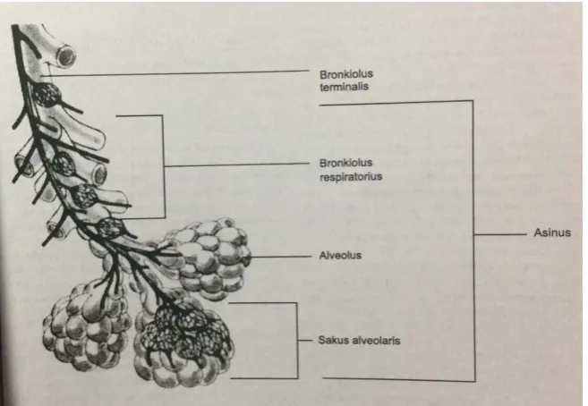 Gambar 1. Gambar strukur lobulus paru