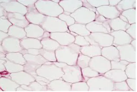 Gambar. Jaringan adipose 