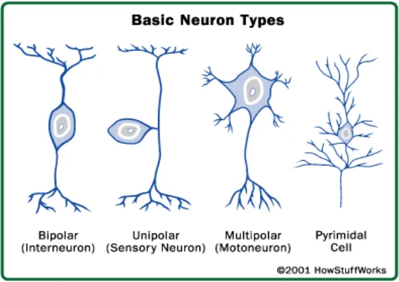 Gambar 2.2 Klasifikasi Neuron berdasarkan bentuknya