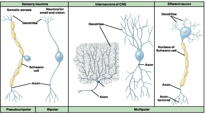 Gambar 2.3 Klasifikasi Neuron berdasarkan fungsinya