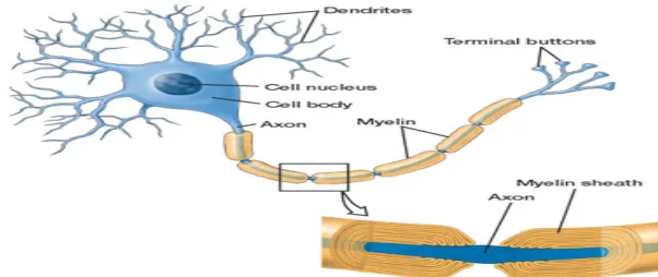 Gambar 2.4 Struktur Myelin dan Nodus Ranvier