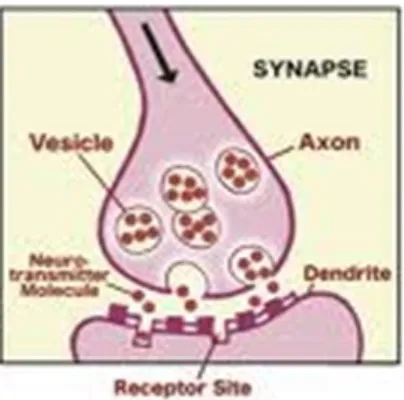 Gambar 2.5 Sinaps dari Neuron 