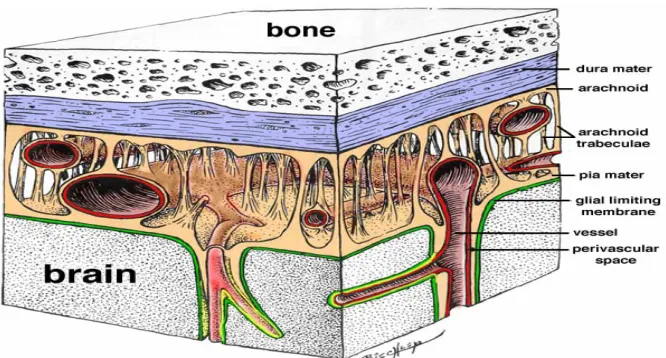 Gambar 2.9 Lapisan Otak