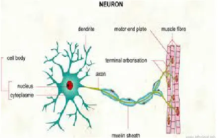 Gambar 2.1 Stuktur Neuron