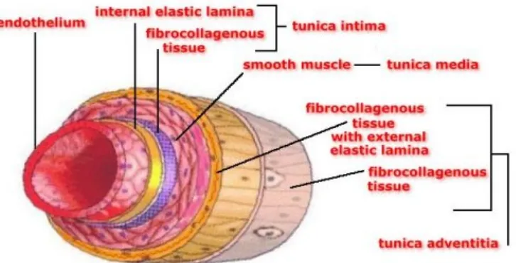 Gambar 2.11. Bagian-bagian pada pembuluh arteri