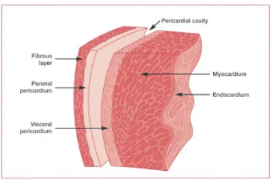 Gambar 2.6. Lapisan pada jantung