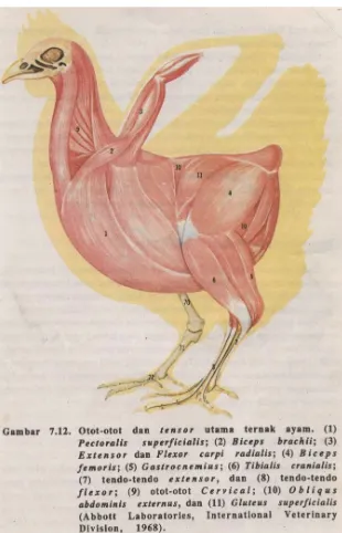 Gambar Bagian-bagian otot tubuh ayam (Soeparno, 1992) 