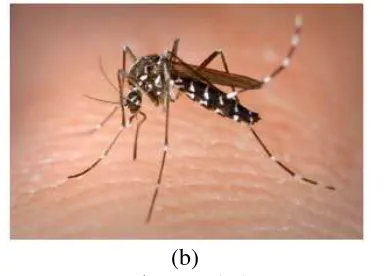 Gambar 2.3 (b) Nyamuk Penyebab Demam Berdarah 