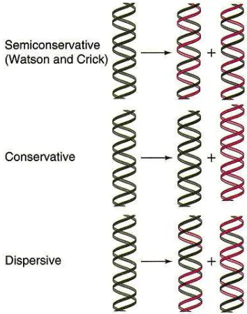 Gambar 2. Tiga Hipotesa tentang Replikasi DNA 