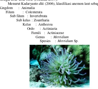 Gambar 12. Anemon (Metridium sp.) 