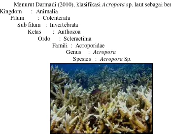 Gambar 13. Karang (Acropora Sp.) 