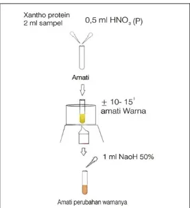 Gambar 5. Metode Percobaan Uji Xantoprotein.