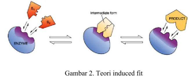 Gambar 2. Teori induced fit