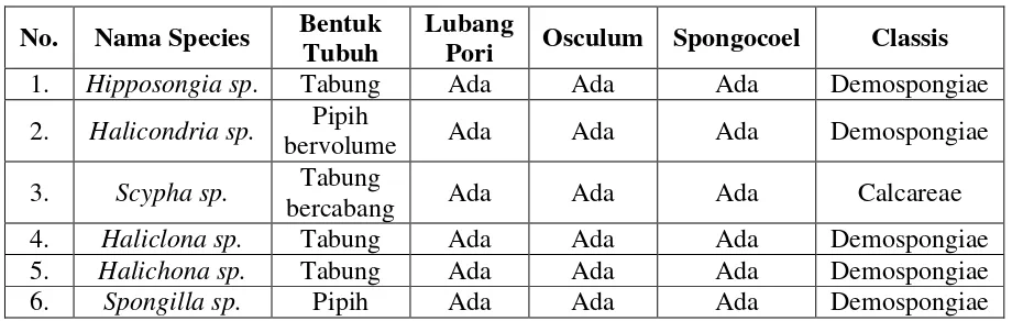Tabel G.3. Identifikasi Awetan Basah Porifera 