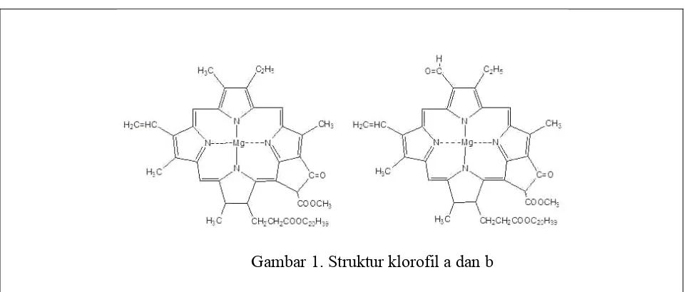 Gambar 1. Struktur klorofil a dan b