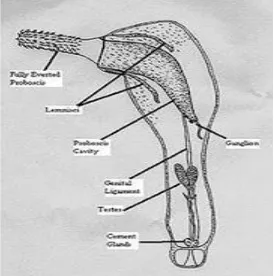 Gambar 3. Struktur Tubuh Acanthocephala (Sumber: Bitar, 2017) 