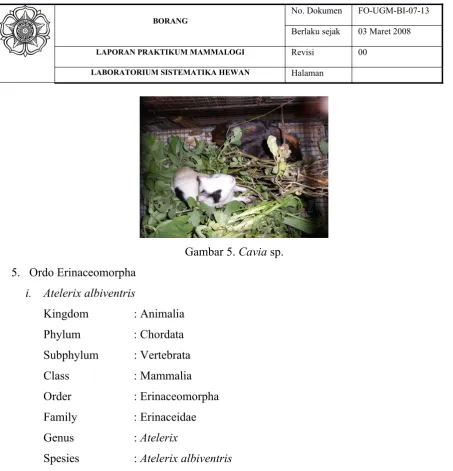 Gambar 5. Cavia sp.
