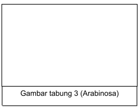Gambar tabung 3 (Arabinosa)