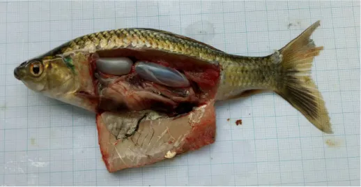 Gambar 1. Ikan Nilem Jantan (Osteochilus hasselti)
