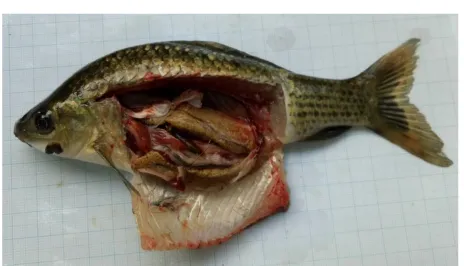 Gambar 2. Ikan Nilem Betina (Osteochilus hasselti)
