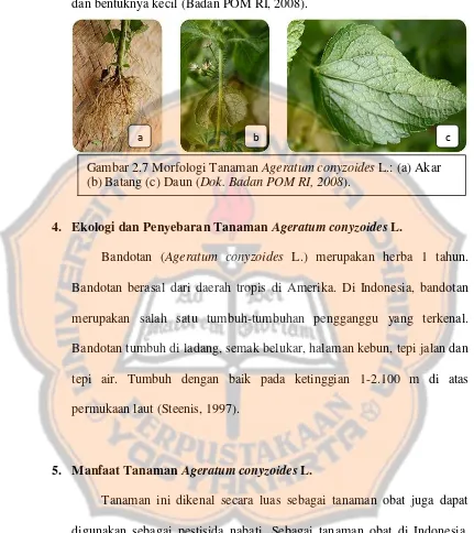 Gambar 2.7 Morfologi Tanaman Ageratum conyzoides L.: (a) Akar 